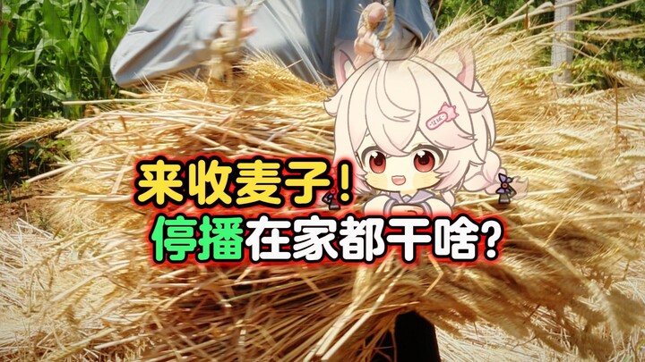 在地里收麦子要把镰刀轮冒烟了
