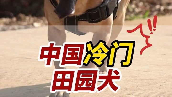 Turns out these local dogs all have “household registration”!