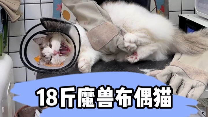 18-jin World of Warcraft stuffed cat