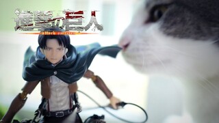 Levi VS Cats (ไททันแมว)