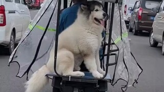 The puppy must be very happy to have his own seat