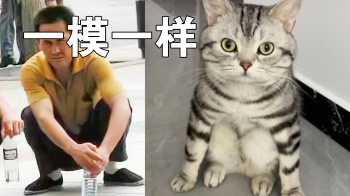 Memperbaiki kucing, kamu datang untuk buang air besar, ya?