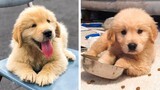 😍Cute Golden Puppies Videos that Will Make Your Day So Much Better 🐶| Cute Puppies