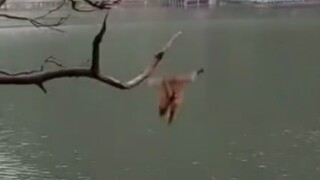 第一集:猴王出事