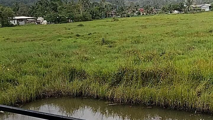 วิวริมนา