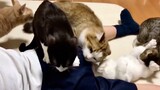 Cats Relentlessly Sniffing A Human