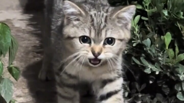 Ran into a chatty little cat on my way home from work