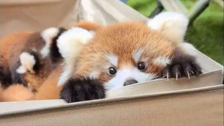 “Panda Kecil Juga Kucing”