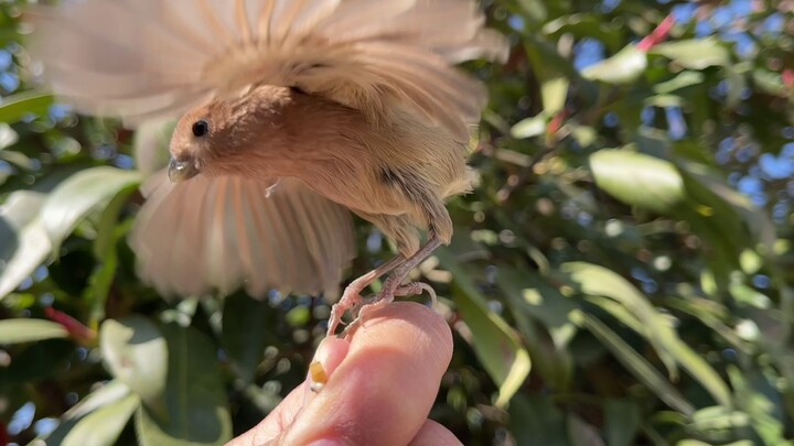 The birds I rescued six months ago still recognize me to this day!