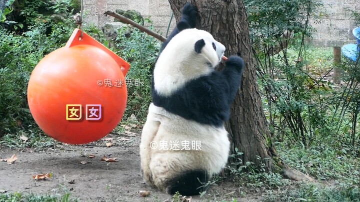 【Panda Raksasa Nannan】 Si kecil Nannan yang sudah kenyang hendak membawa bola besarnya pergi berwisa