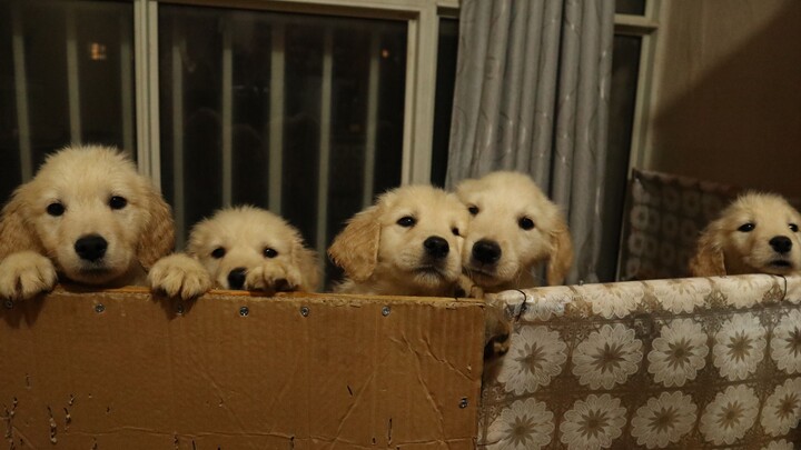 【Rekaman】Merekam perjalanan tumbuh kembang si Golden Retriever kecil yang 100 hari tanpa ibu: sambil