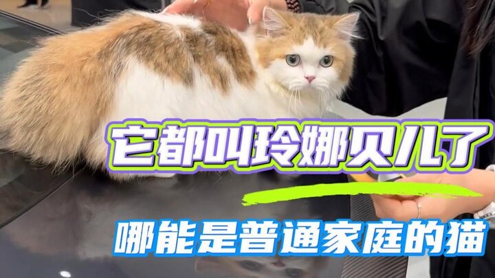 Do rich people all play like this? #NeverHaveIEver#LuckyCat#Cats#GodOfWealth