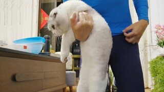 我妈问我养猫到底有什么用？我是这么告诉她的……