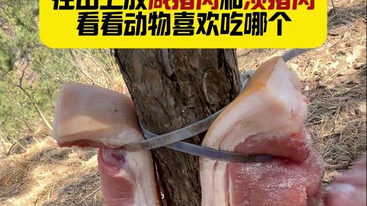 Day 125 | Placing cured pork and fresh pork on the mountain to see which one animals prefer.