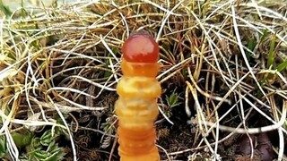Let me show you the rare living Cordyceps sinensis
