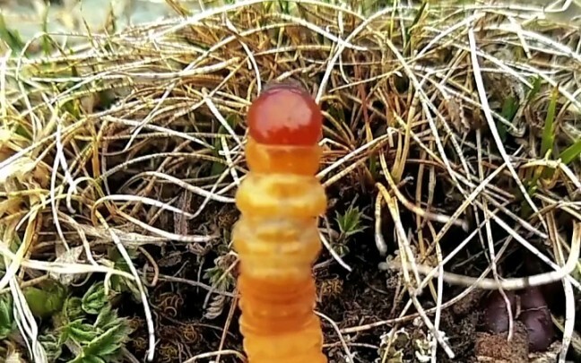 ให้ฉันแสดงให้คุณเห็น Cordyceps sinensis ที่ยังมีชีวิตอยู่ที่หายาก