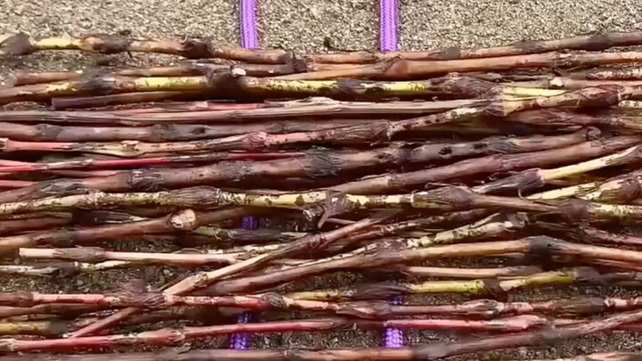 Various Knot-Tying Techniques