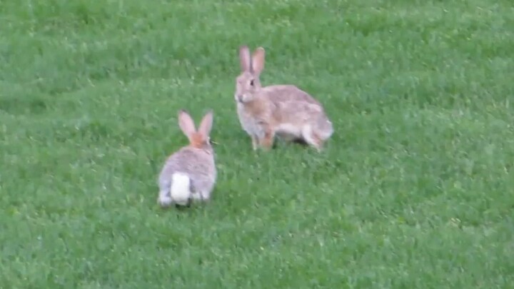 Rabbits fighting, battling till the sky and earth darken