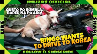 BINGGO WANTS TO GO OUTSIDE AGAIN!| RIDE A MOTORCYCLE FOR Korea?| JMLizay Official #doglover #pets