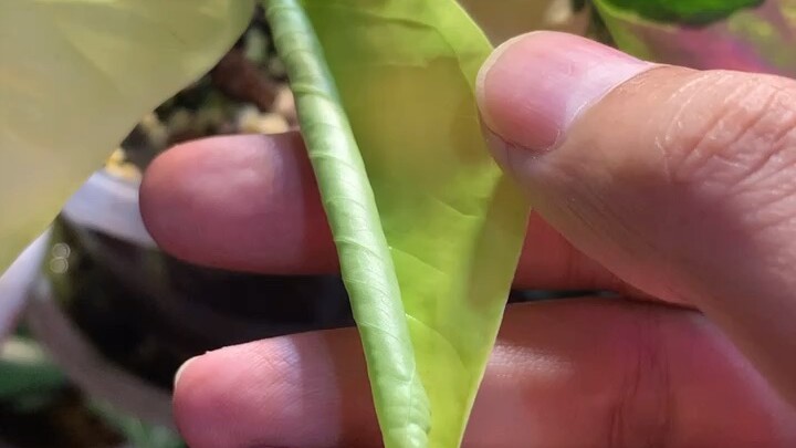 ไหลเหลืองใบเผือก