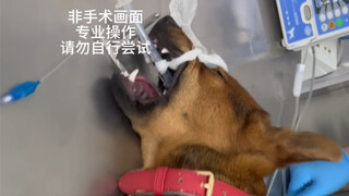 昨天那猫吃了半根牙签，勉强可以催吐，今天这家货吃了绣花针，催吐是行不通，跟主人商量后果断选择内窥镜取出