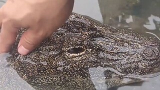 Do Chinese alligators really not bite?