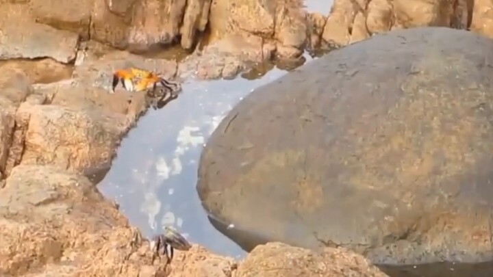 Squidward finally couldn't stand Mr. Krabs's oppression anymore and beat Mr. Krabs up!