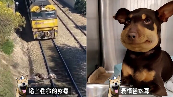 【搞笑动物集】赌上性命救狗狗的男人