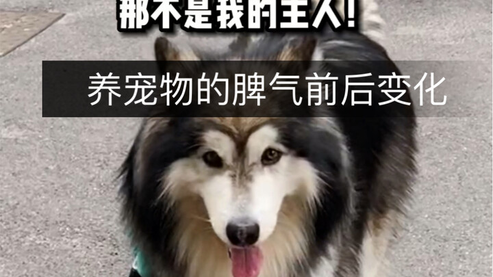 นิสัยก่อนและหลังการเลี้ยงสัตว์เลี้ยง