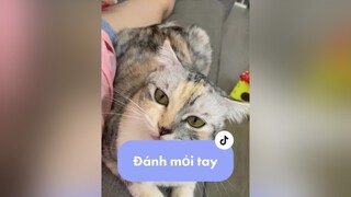 Đánh riết mỏi tay🥲 fyp xuhuong meocute