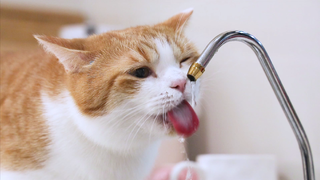 猪大皮老师喝水洗头两不误，真正的时间管理