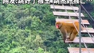 Why don't monkeys have a fear of heights?