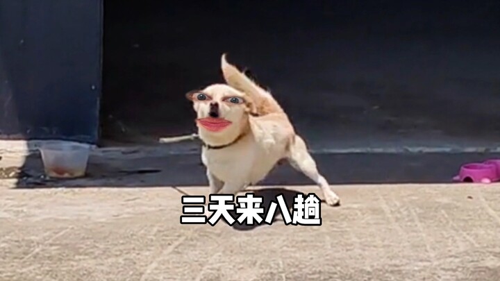 Girlfriend’s Dog: Is the toad here?