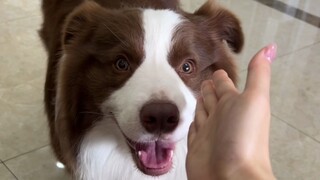 Mengapa anak anjing itu mengganggu ayah?