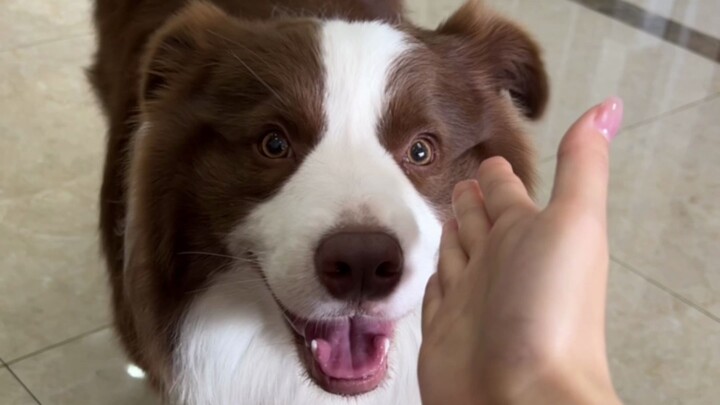 Why does the puppy bother dad?