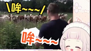 白菜看《牛语四级演讲》直接笑到断气，还当场模仿w