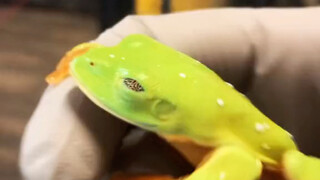 黑眼树蛙 Agalychnis moreletii