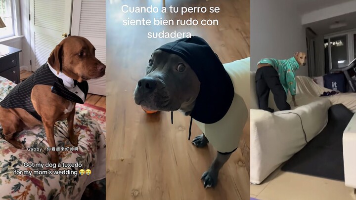 This dog looks so adorable in its first-ever outfit!