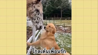 เพื่อนตัวน้อย สัตว์เลี้ยงแสนซน : โกลเด้นเพื่อนรัก