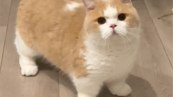 "Kelas Sastra Gila ala Kucing-Kucing"
