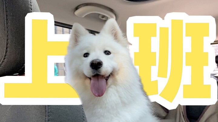 Kẹo dẻo Samoyed theo bố đi làm; bữa trưa công sở là ngồi nhìn mẹ ăn KFC. Kẹo dẻo: Xin thôi việc [Hai