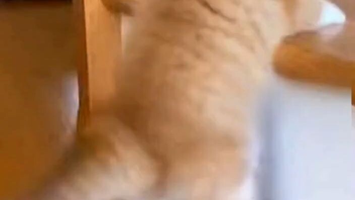 แมวน้อยขึ้นบันไดไม่ได้เลยโมโห