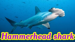 Bé tập nói tiếng anh | Con Cá mập đầu búa | Baby practice speaking English | The hammerhead shark