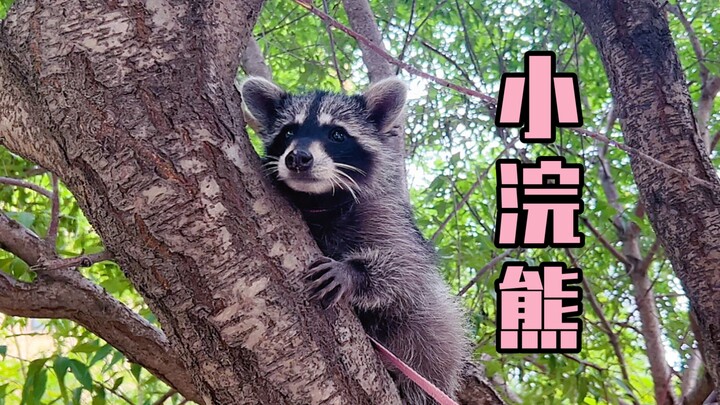 "Raccoon Cub" - Three-and-a-half-month-old raccoon bathing video "Includes an Easter egg featuring a