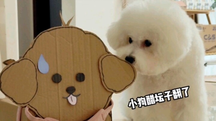 The little dog’s jealousy has flared up!