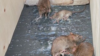 It’s so cool to kill mice like this!
