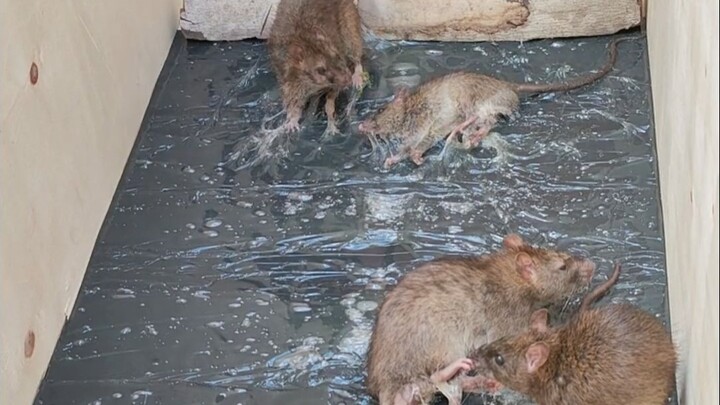 It’s so cool to kill mice like this!