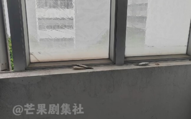 Only those with myopia understand this pain—beyond five meters, people and animals look the same!