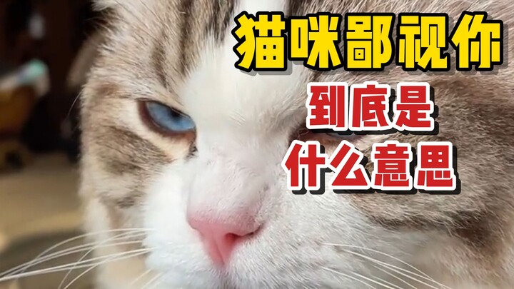 Sikap kucing kayak gini, serius nggak lagi meremehin kamu!