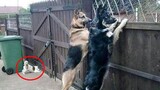 You'll LAUGH FOR SURE!   Best FUNNY ANIMAL VIDEOS